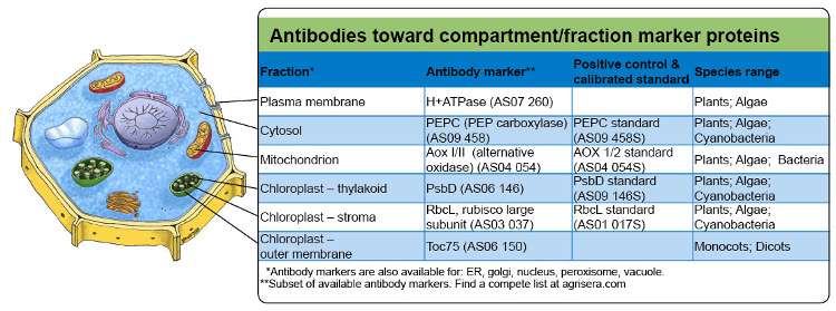 Agrisera compartment marker antibodies